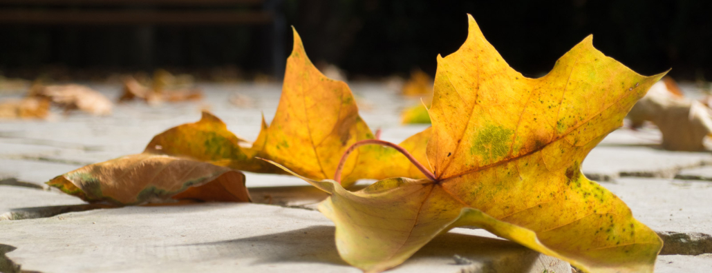 Gelbes Ahornblatt auf hellen Steinplatten im Herbst